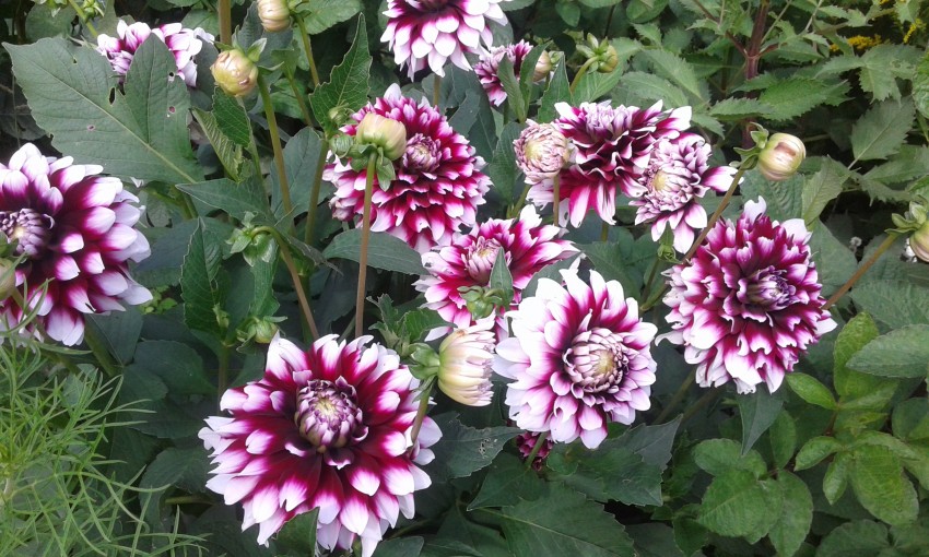 Название фото