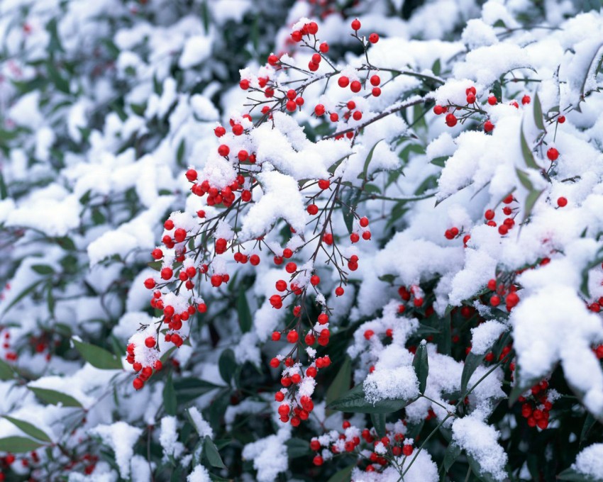 Рябина на даче