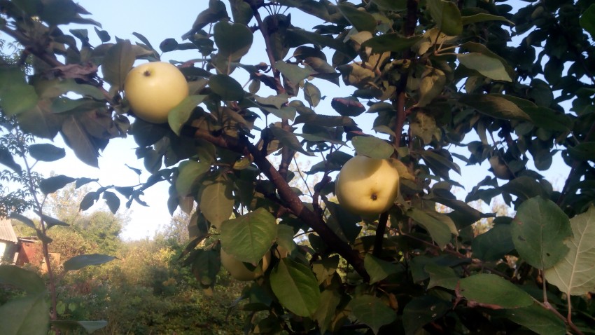 Яблок на даче