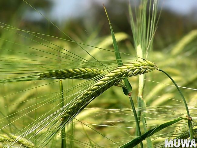 Природа земли52