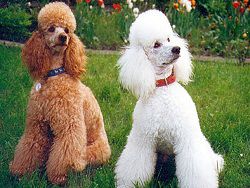 Кэмерона и Олланда назвали американскими пуделями