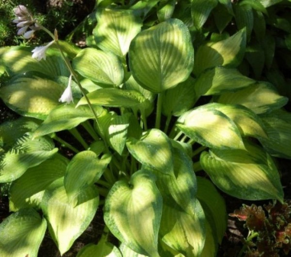 Что можно посадить в тени и полутени