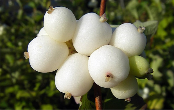 Снежноягодник белый.