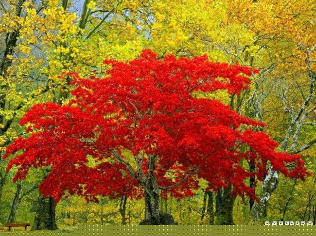 Природа земли56