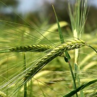 Природа земли52