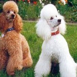 Кэмерона и Олланда назвали американскими пуделями