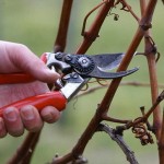 КАК ПРАВИЛЬНО ОБРЕЗАТЬ И УКРЫВАТЬ ВИНОГРАД НА ЗИМУ