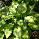 Что можно посадить в тени и полутени