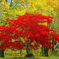 Природа земли56